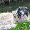 Banshee sucht Knuddelpartner