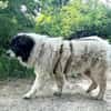 Banshee sucht Knuddelpartner