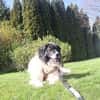 Banshee sucht Knuddelpartner