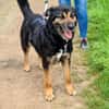 MAX in 50170 Kerpen sucht ein PS