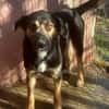MAX in 50170 Kerpen sucht ein PS
