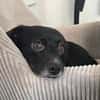 Monty sucht ein ruhiges/erfahrenes Zuhause