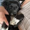 Monty sucht ein ruhiges/erfahrenes Zuhause
