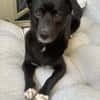 Monty sucht ein ruhiges/erfahrenes Zuhause