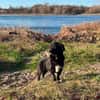 Monty sucht ein ruhiges/erfahrenes Zuhause
