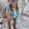 Remolino sucht sein Zuhause