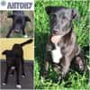 ANTONY -rundum tolles Hundekind-