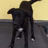 ANTONY -rundum tolles Hundekind-