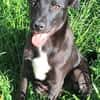ANTONY -rundum tolles Hundekind-