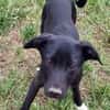 ANTONY -rundum tolles Hundekind-