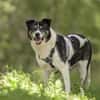 Golden Girl - lustig, entspannt und aufg