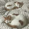 Patty & Spotty  liebe Schwestern suchen ihr  Zuhause