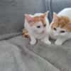 Patty & Spotty  liebe Schwestern suchen ihr  Zuhause