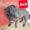 Ava sucht ein Zuhause