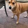 Bella sucht ein ruhiges Zuhause mit Herz und Verständnis