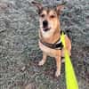 Bella sucht ein ruhiges Zuhause mit Herz und Verständnis