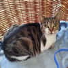 Cynthia - ruhiges Zuhause gesucht