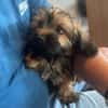 Cupcake💕ganz junges Hundekind