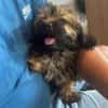 Cupcake💕ganz junges Hundekind