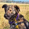 BELLA LUCY jetzt auf PS in 65597 Hünfelden