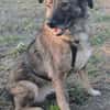 BELLA LUCY jetzt auf PS in 65597 Hünfelden