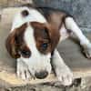 Joyce, geb. ca. 04/2026, 58739 Wickede