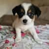 Welpe Niya sucht liebevolles Zuhause