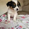Welpe Niya sucht liebevolles Zuhause