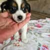 Welpe Niya sucht liebevolles Zuhause