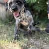 Leoni KK  tapfere Kämpferin sucht ihr Happy End 🐾