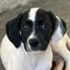 Milia, geb. ca. 05/2026, 58739 Wickede