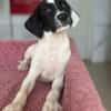 Milia, geb. ca. 05/2026, 58739 Wickede