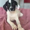 Milia, geb. ca. 05/2026, 58739 Wickede