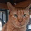 Linotte