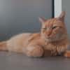 Linotte