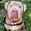 TYSON