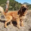 Rouky