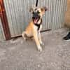 MATTI (Animalea)