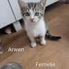 arwen