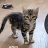 bubsy