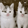Periwinkle and Primrose