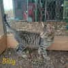 BILLY et BOY
