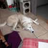 Luna große Hündin Mischling sucht Heim