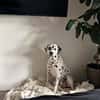 Sid sucht ein Zuhause/Pflegestelle