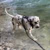 Sid sucht ein Zuhause/Pflegestelle