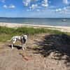 Sid sucht ein Zuhause/Pflegestelle
