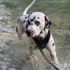 Sid sucht ein Zuhause/Pflegestelle