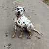 Sid sucht ein Zuhause/Pflegestelle