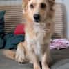 Max  liebes Zuhause gesucht