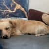Max  liebes Zuhause gesucht